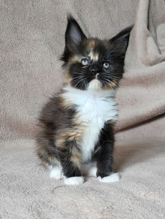 Kolorowa dziewczynka mco z rodowodem FPL