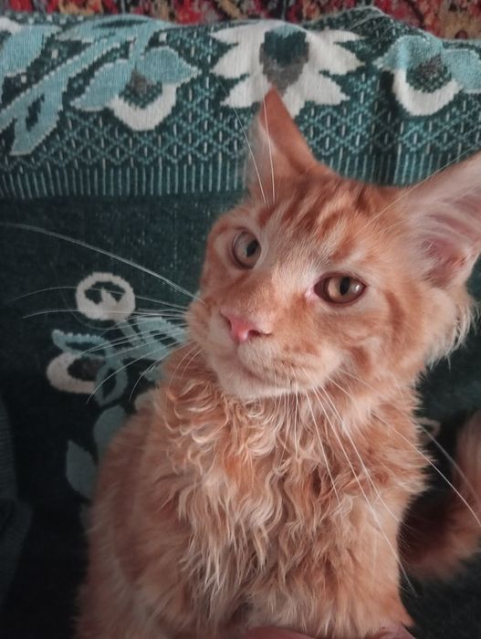 Кошеня Мейн -куни