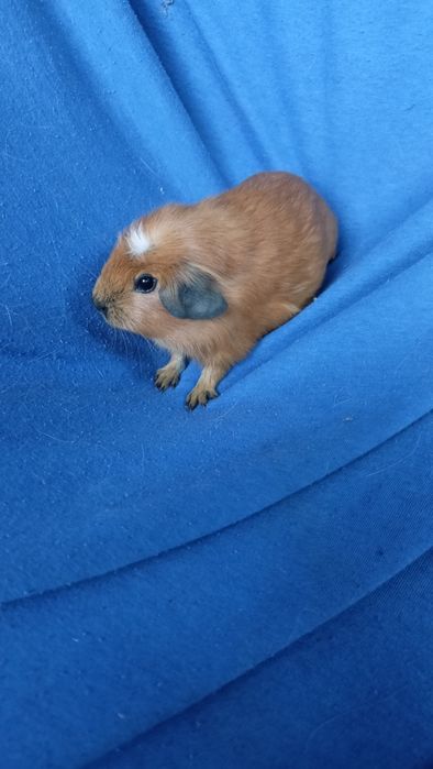 Питомник морских свинок