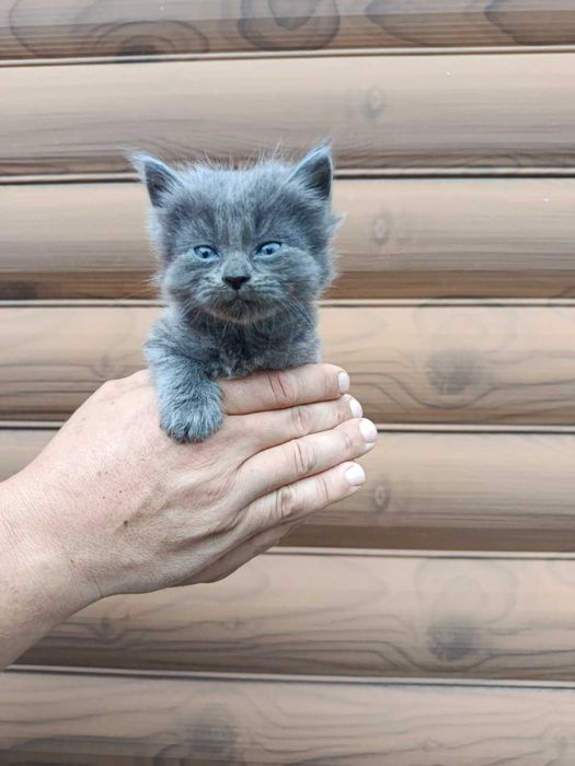 Котята ищут заботлевую семью