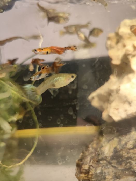 Zamienię gupiki mix