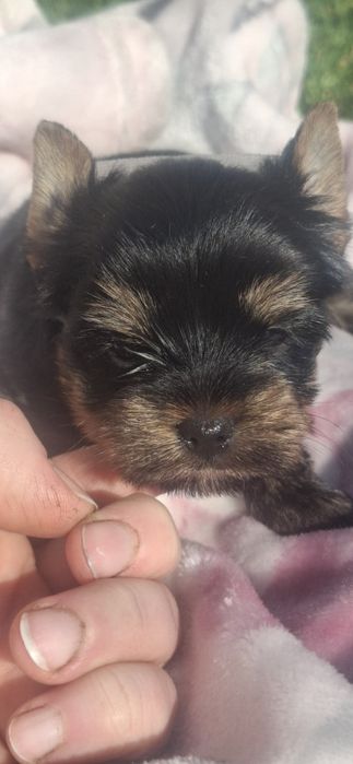 Piesek rasy Yorkshire Terrier
