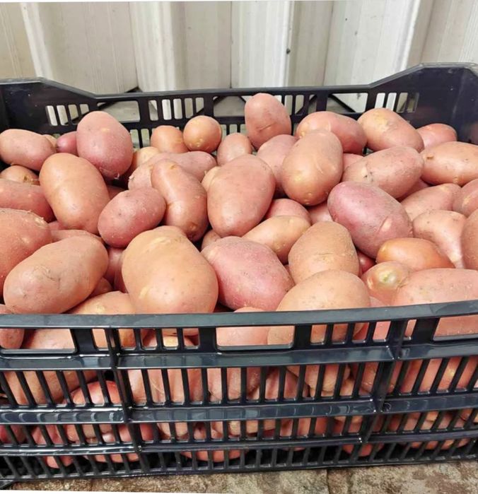 Batata nova vermelha/branca