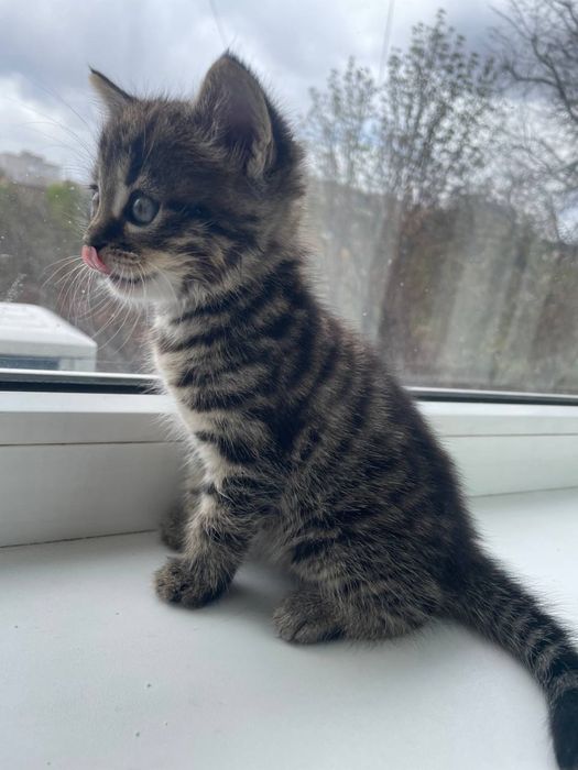 Маленькі котики шукають дім