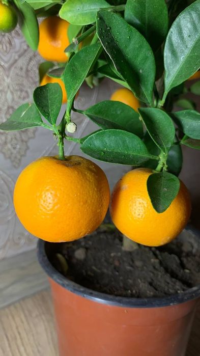 Каламондин   Цитрофортунелла