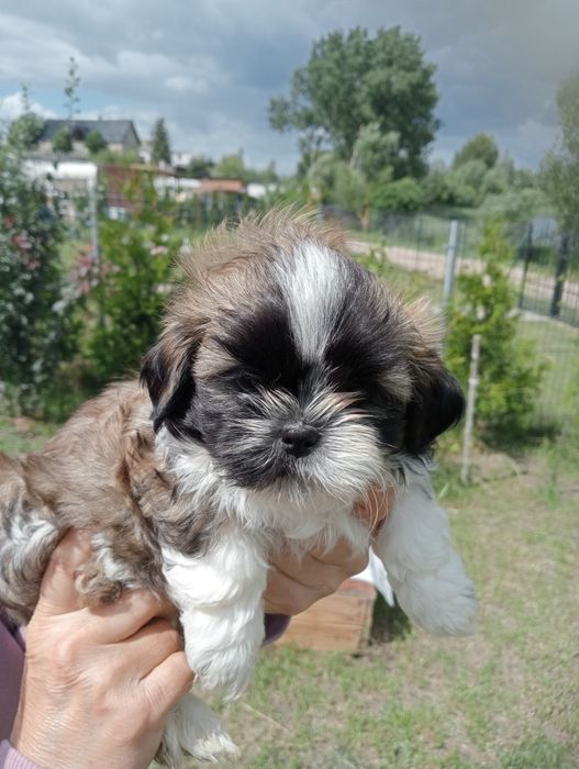 Shih tzu śliczny chłopczyk
