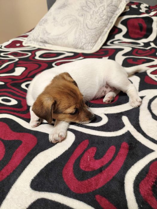 Продам щенят Джек расел