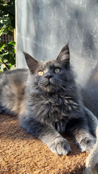 Maine coon Мейн-кун мальчик