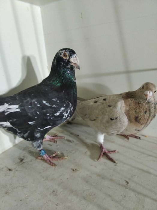 almond pocztowe opal