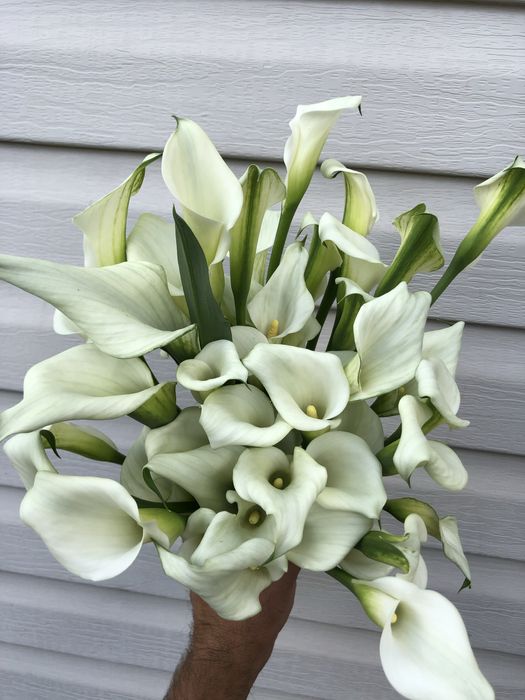 Кала зентадеская