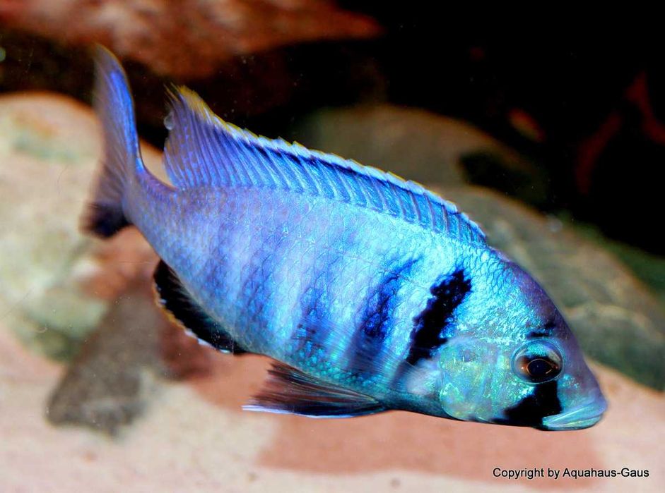MISIEKZOO Pyszczaki -Placidochromis electra