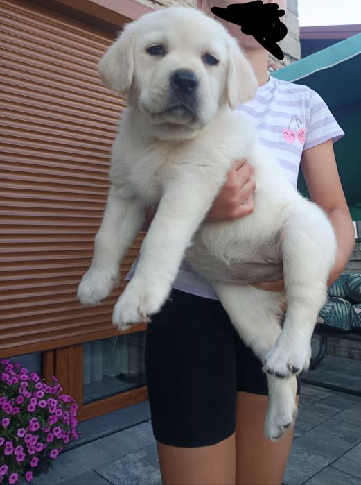 Labrador retriever biszkoptowy szczeniak  GOTOWY DO ODBIORU