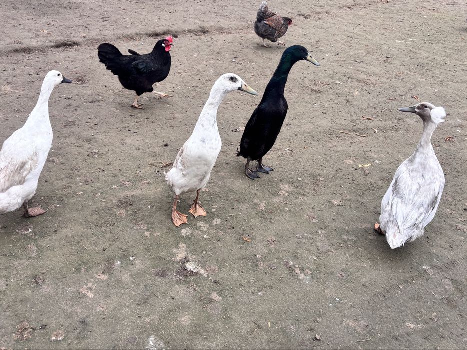 Jaja legowe kaczek biegów indyjskich