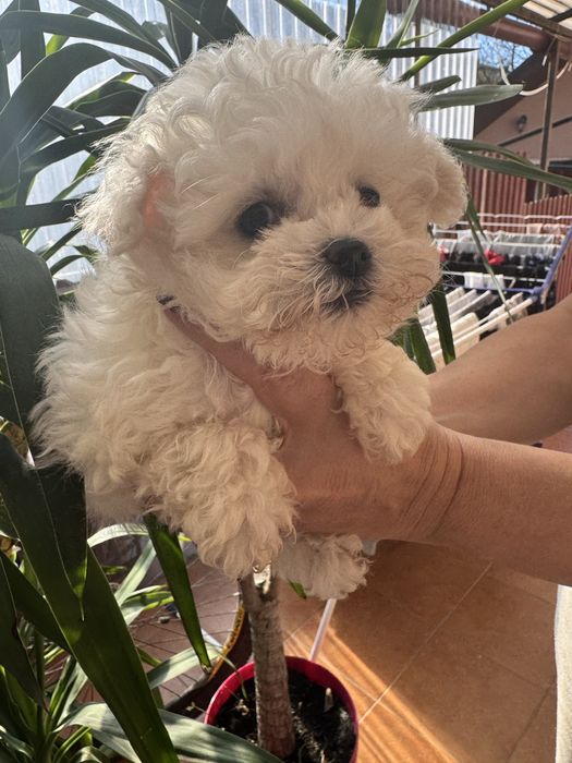 Гламурні цуценята бішонів