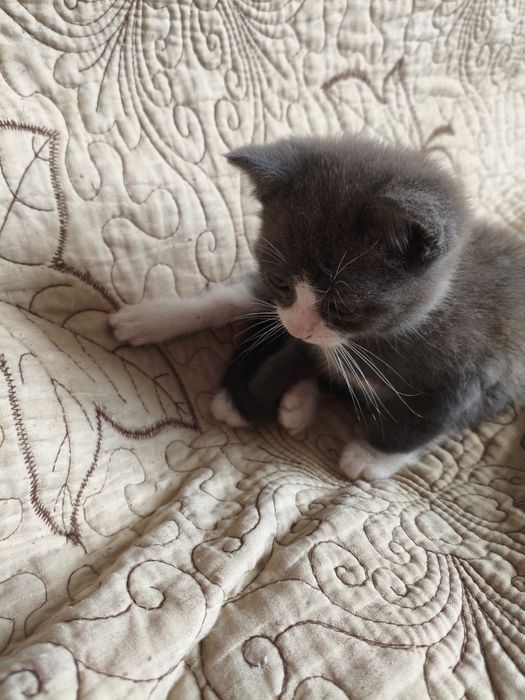 Віддам хороші руки кошенят