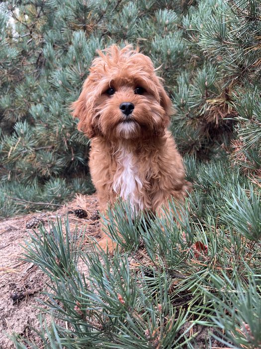 Кавапу (Cavapoo) хлопчик