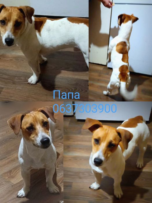 Привитые щенки Джек Рассел терьер.