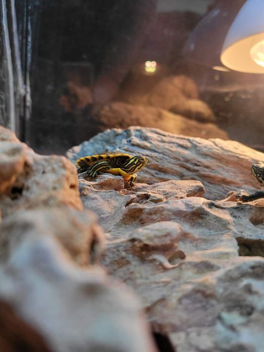 Wodno-lądowe żółwie sklep zoologiczny Pawik