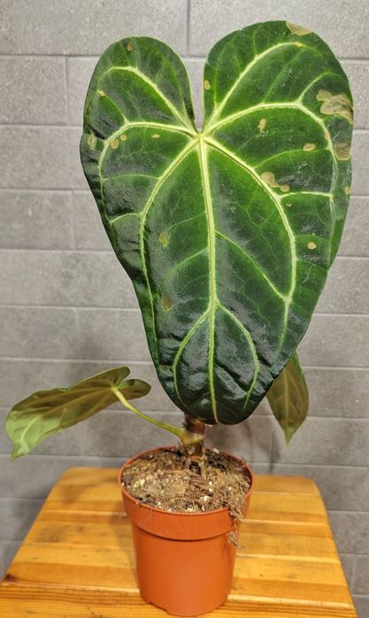 Антуріум  Регал.