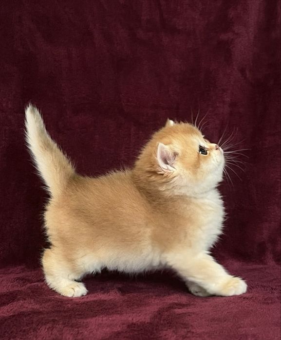 Золота  шиншила котенята