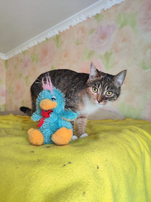 Весела  кицюня Белочка