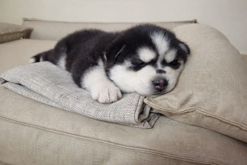 Szczeniak Siberian Husky rodowód ZKwP FCI Champion Puppy Pedigree