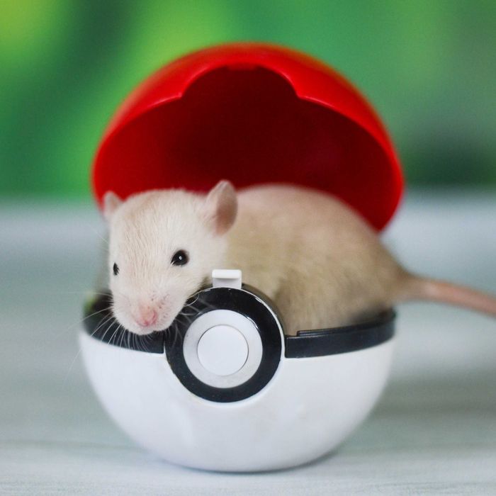 щури купуйте гризунів за топ цінами у Дніпро