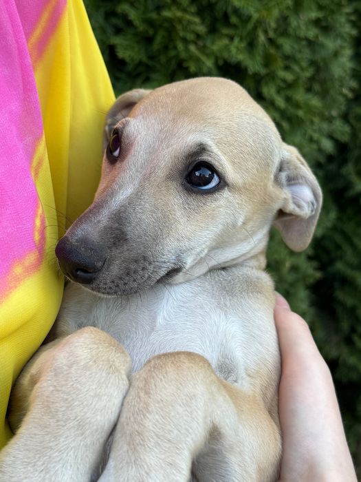 Whippet - chart angielski