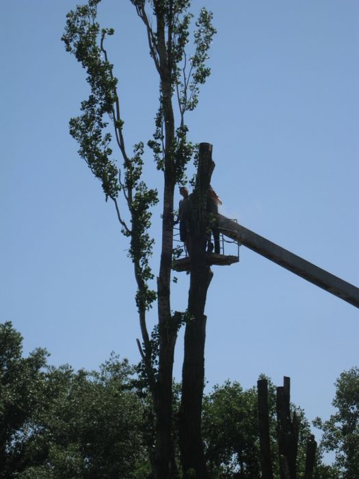 Спил, обрізка дерев