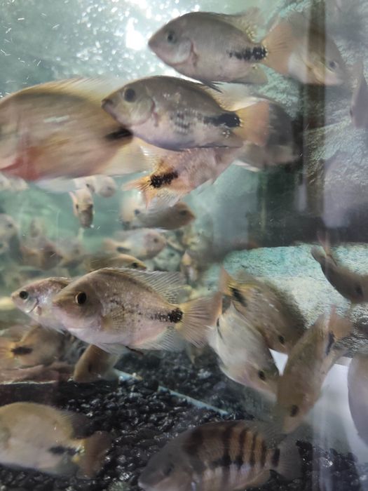 Ryba pielęgnica wielobarwna akwarium sprzedam