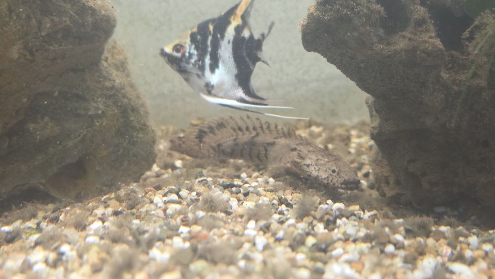 Vendo polypterus endlicheri