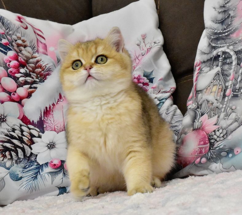 Золотая шиншилла, кошечка, продажа