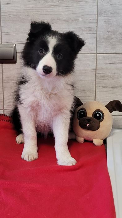 Border Collie Piesek Suczka Czarno-Biała