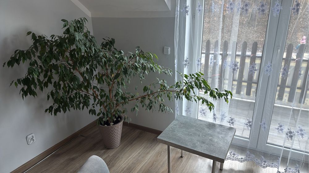 Beniamin duzy okolo 120 cm