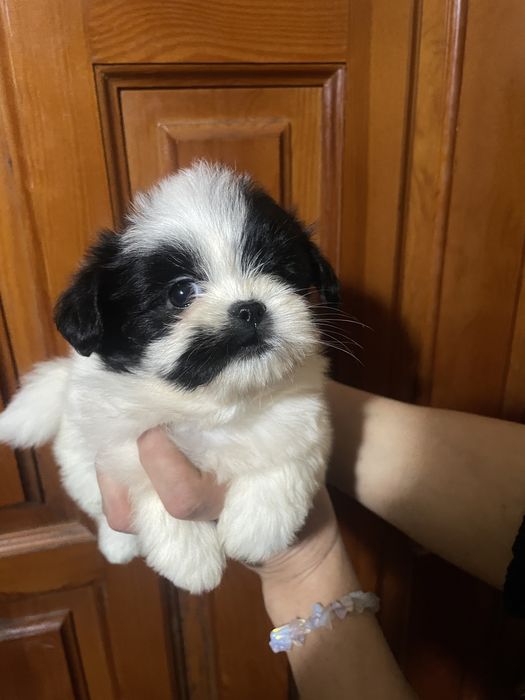 Очаровательная Девочка Ши-тцу , Ищет любящую семью
