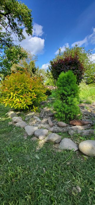 Бірючина живопліт