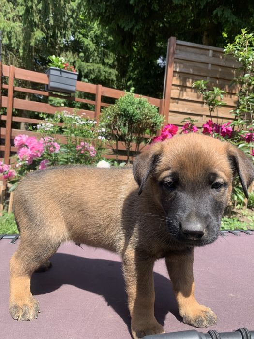 Owczarek Belgijski Malinois Samiec