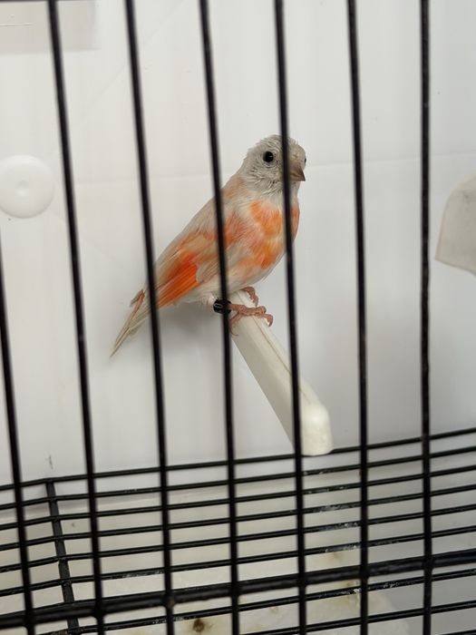 Cardinalita isabel diluida (vendo o troco meter sangue diferente)