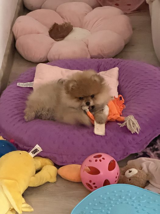 Szpic miniaturowy pomeranian  Mega mis FCI