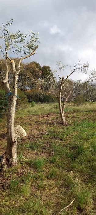 Terreno Rustico em Torres Novas