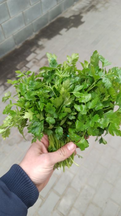 Зелень опт и розница по всей Украине