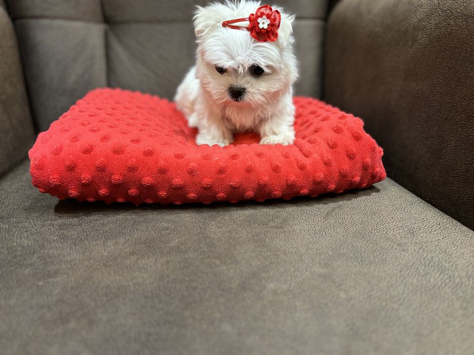 Filigranowa suczka Maltańczyk z rodowodem