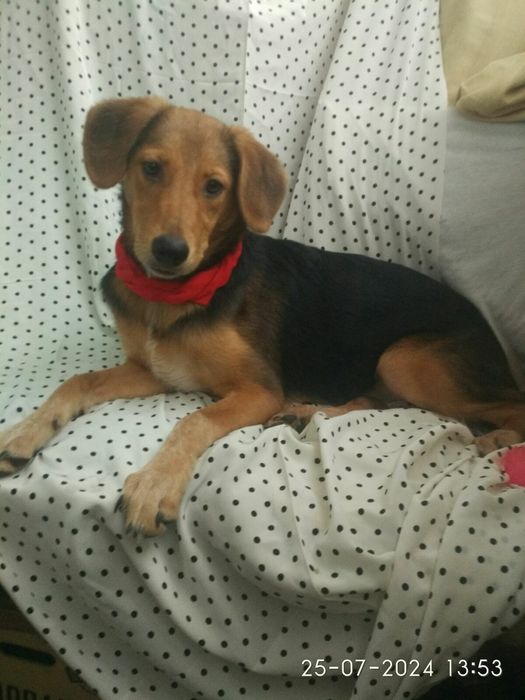 Метис охотника в добрые!