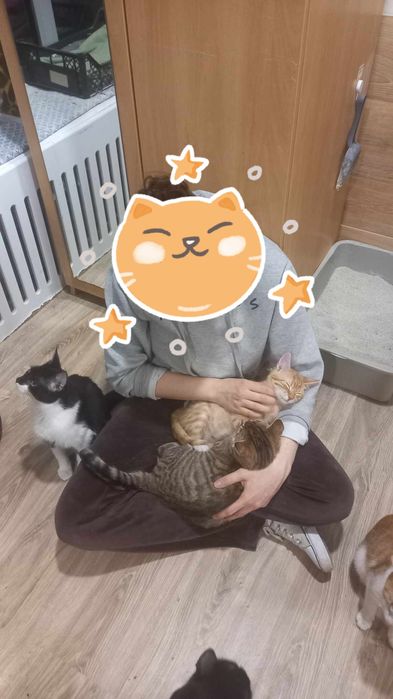 Wolontariusze do kociej fundacji poszukiwani :)