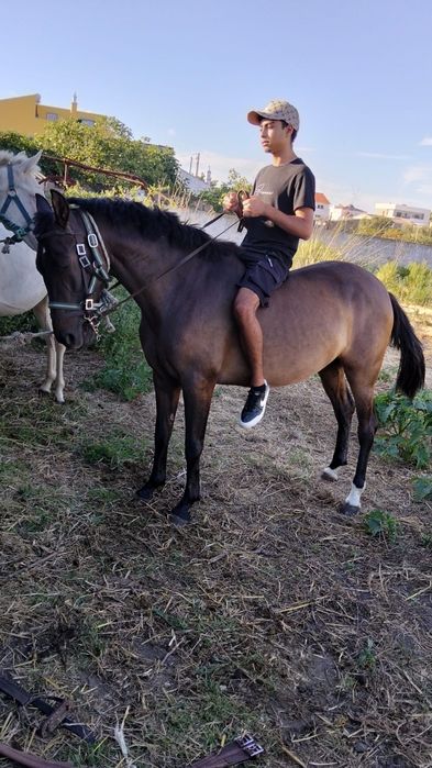 Poldra com 3 anos