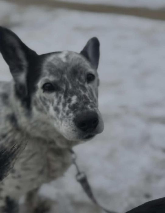 6 letnia Sunia Rita szuka domku