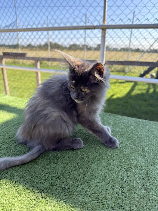 Kotki maine coon FPL gotowe do nowego domu