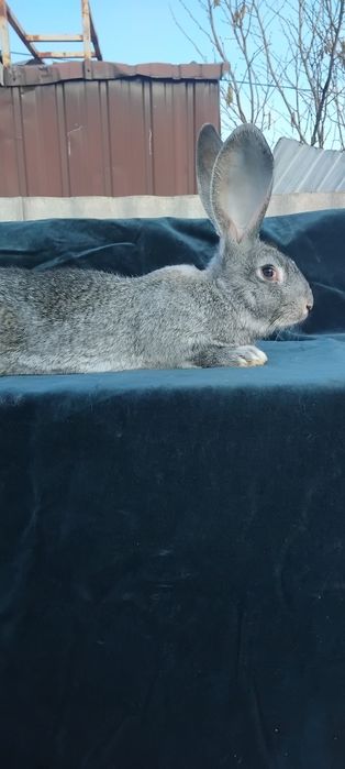 Продам кроликов 200 гр.