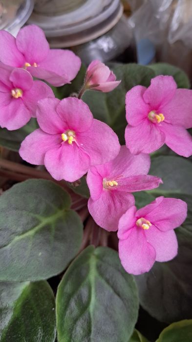 Вазони  для дому