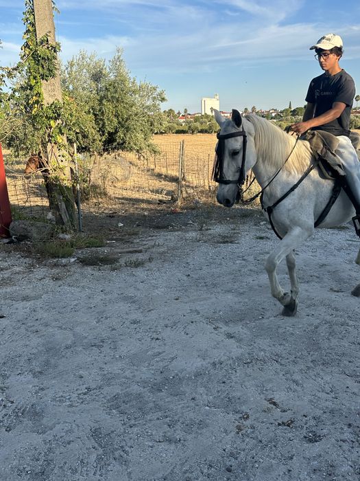 Cavalo de confiança Montado